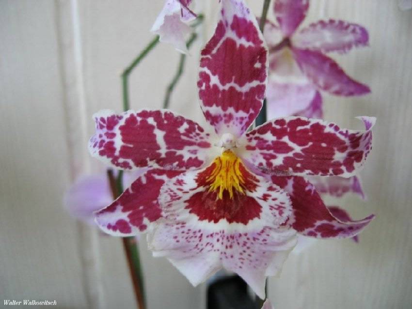 ( Orchideen )