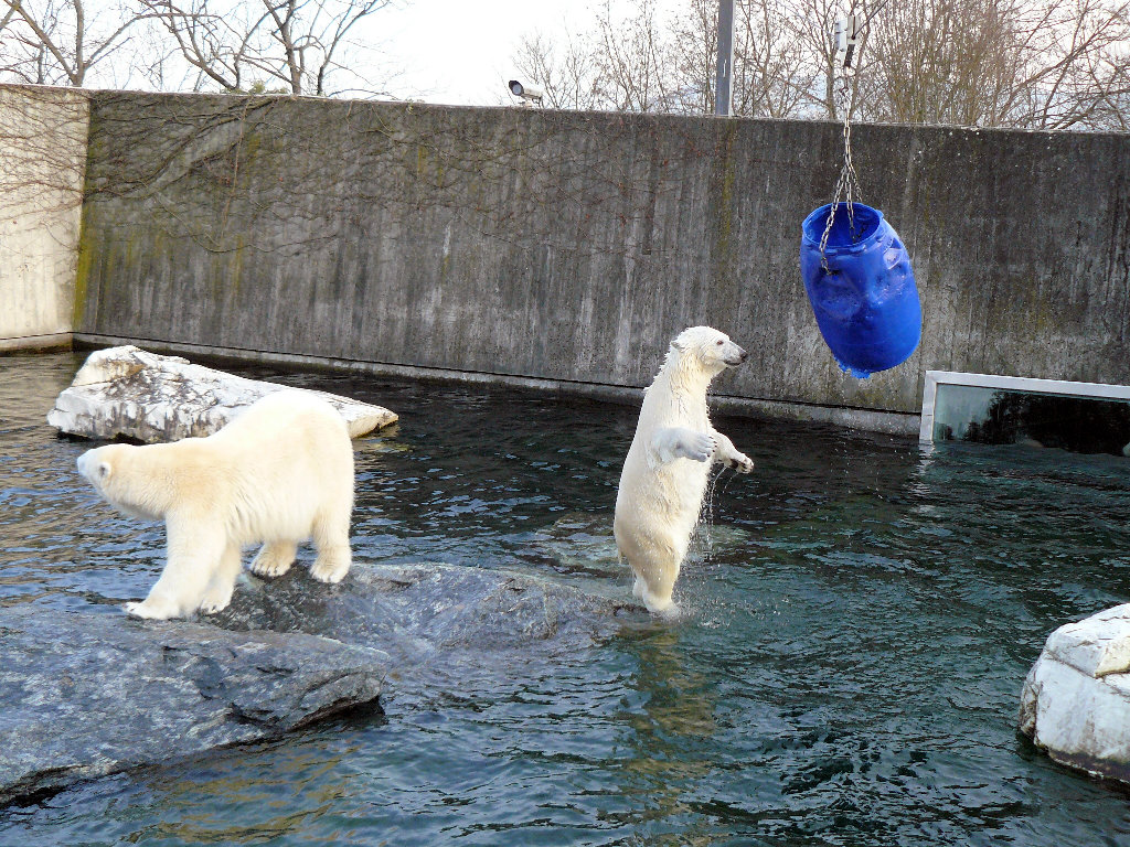 Eisbär Wilbär