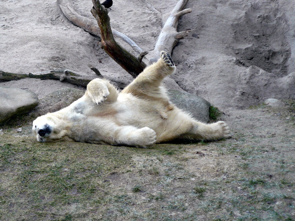 Vitus
