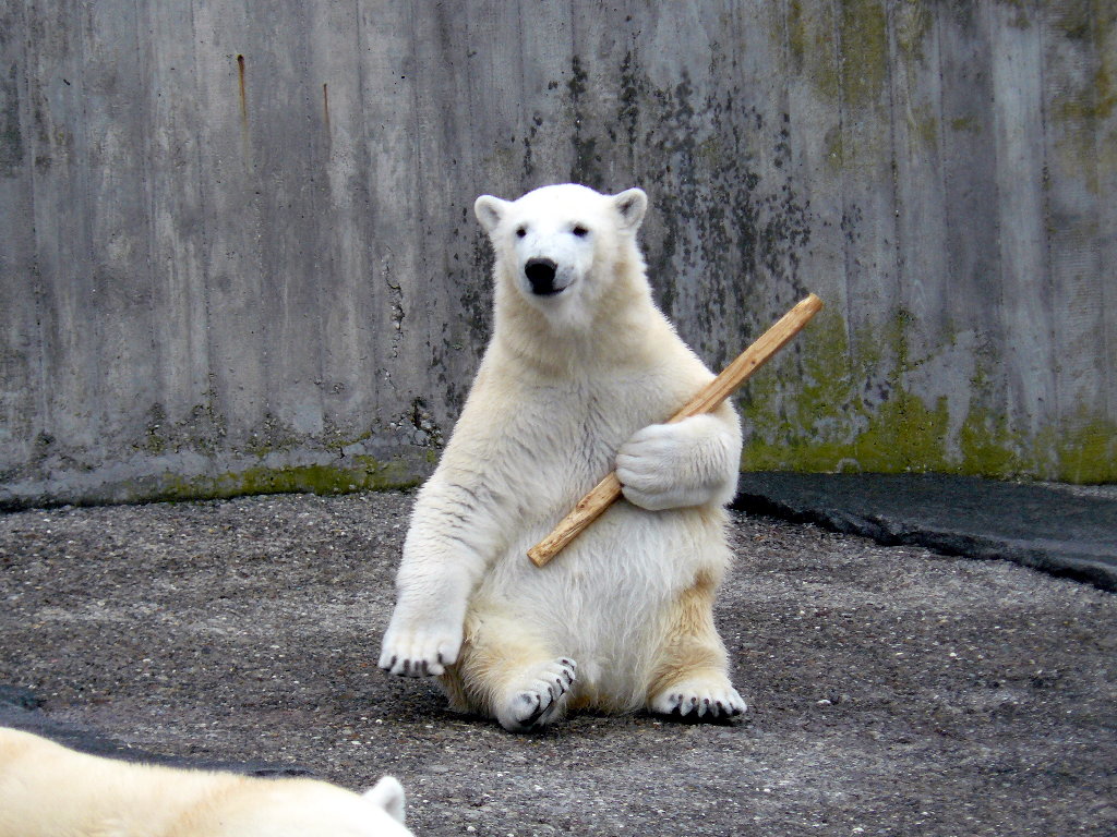 Wilbär im Zoo Stuttgart
